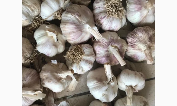 Покупка товарного чеснока на экспорт от 20 тонн - фото № 1