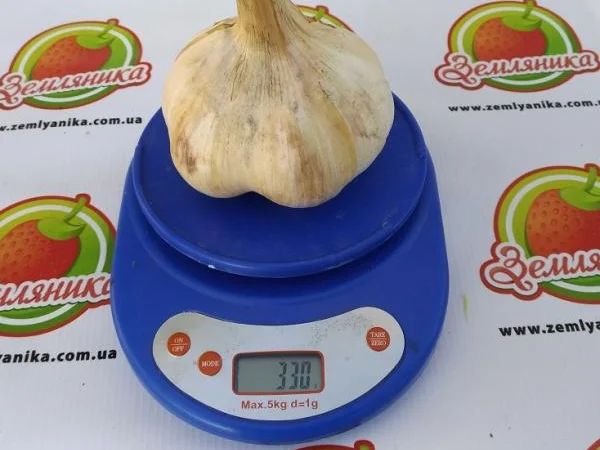 Рокамболь крупний часник (однозубка) на продаж - фото № 2