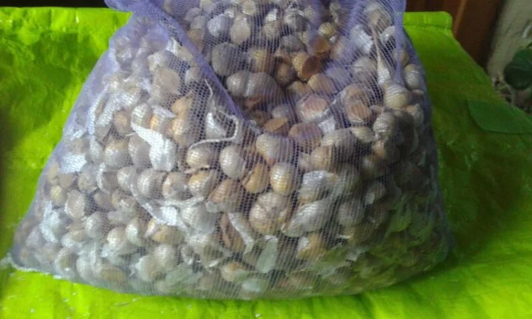 Рокамболь чеснок, детки (семена) - фото № 1