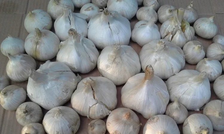 Чеснок Рокамболь однозубка: испанский, кипрский, голландский - фото № 1