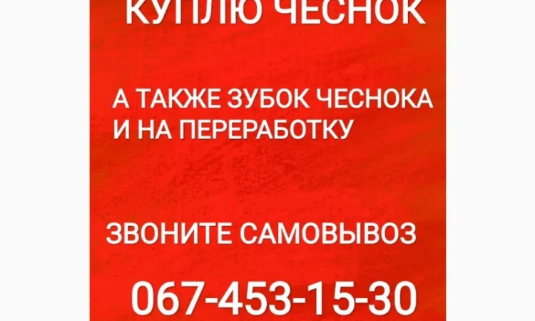 Закупка чеснока на постоянной основе - фото № 1