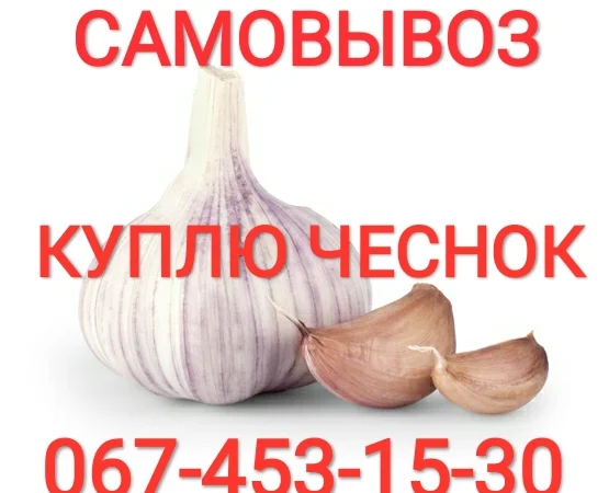 Купівля чесноку, забираємо самі - фото № 1