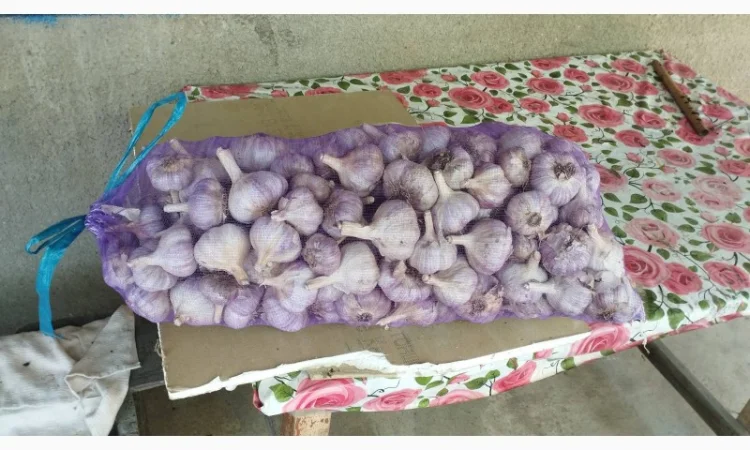 Покупка чеснока от 4 см - фото № 1