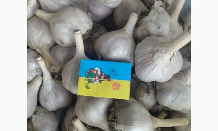 Продам домашній часник - фото № 1