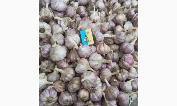 Чеснок товарный на продажу - фото № 1