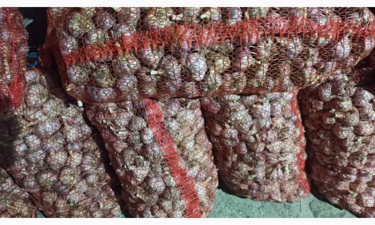 Чеснок товарный на продажу - фото № 2