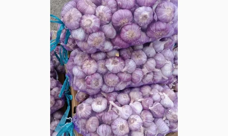 Закупка чеснока от 300 кг - фото № 1