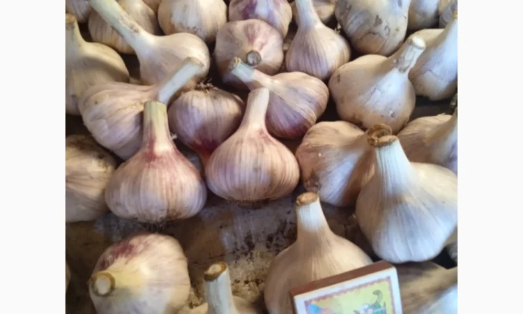 Закупка чеснока всех фракций от 3 см - фото № 1