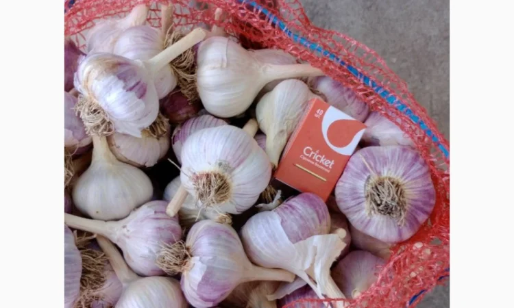 Куплю товарный чеснок, самовывоз - фото № 1