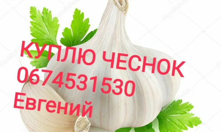 Куплю чеснок товарный, зубок, переработка берем все - фото № 1