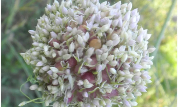 Продажа воздушки часника 2025 года - фото № 1