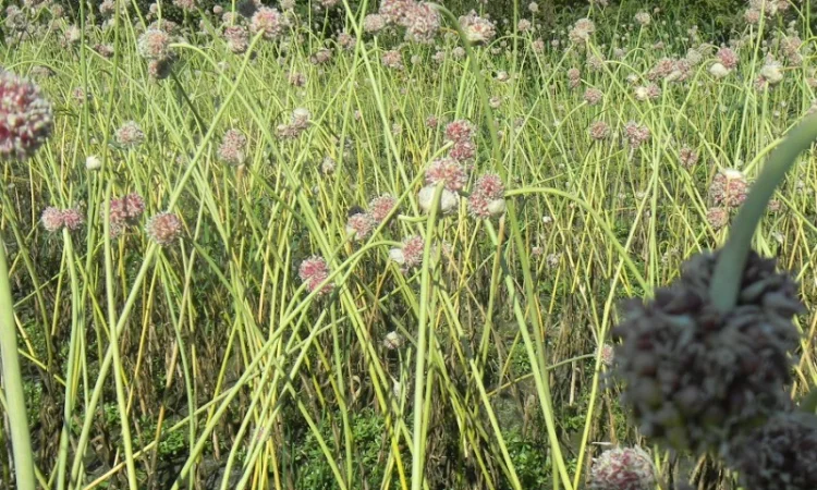 Продажа воздушки часника 2025 года - фото № 2