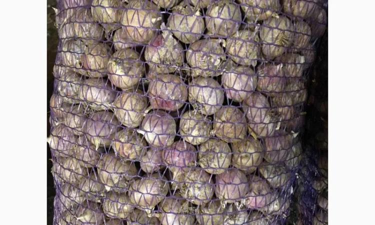 Насіння часнику Любаша на продажу - фото № 2