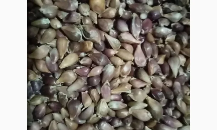Насіння часнику Любаша на продажу - фото № 1