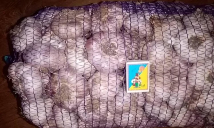 Насіння часнику Любаша на продажу - фото № 3