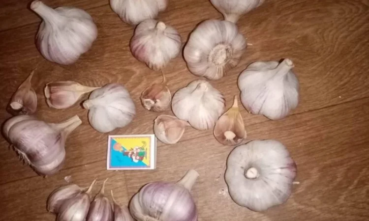 Насіння часнику Любаша на продажу - фото № 4