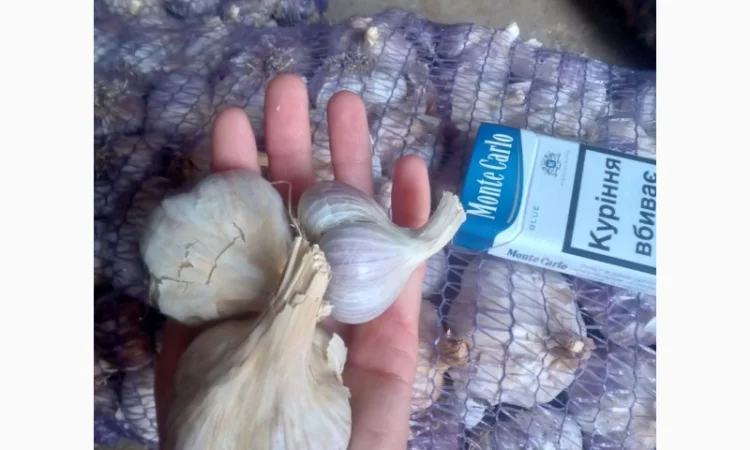 Продажа товарного чеснока сорта Любоша - фото № 3