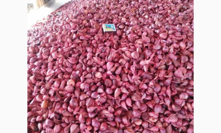 Предлагаю под заказ дробленный протравленный чеснок Любаша твердый в качестве - фото № 2