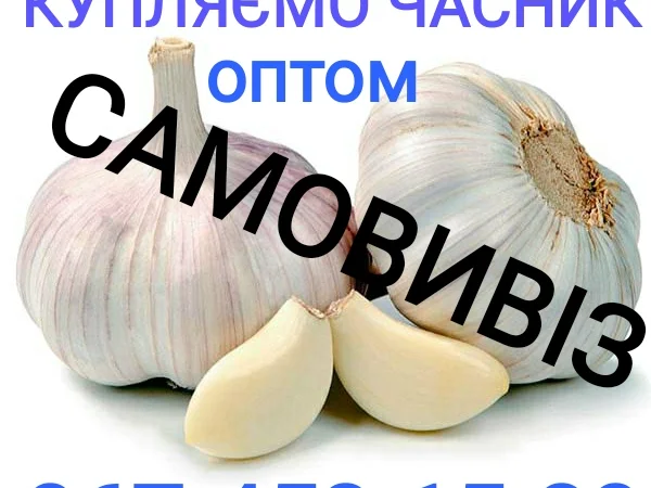 Куплю товарний чеснок оптом - фото № 1
