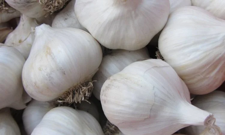 Закупка часнику в необмеженій кількості - фото № 1