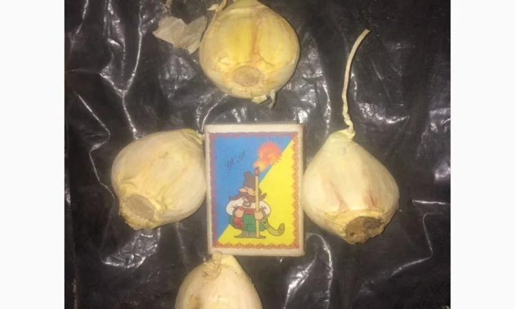 Чеснок, сорт Рокамболь - фото № 4