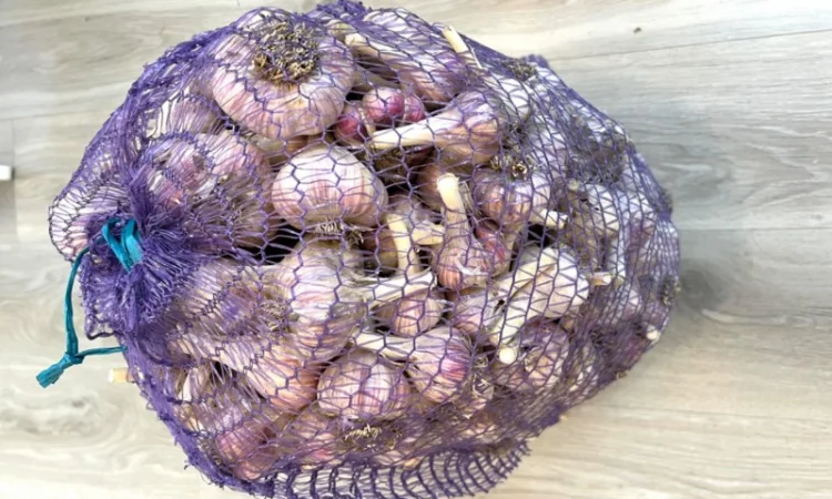 Продам домашній часник, сорт Любаша - фото № 1