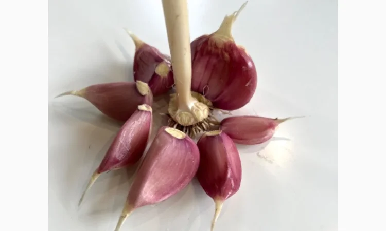 Продам домашній часник, сорт Любаша - фото № 2