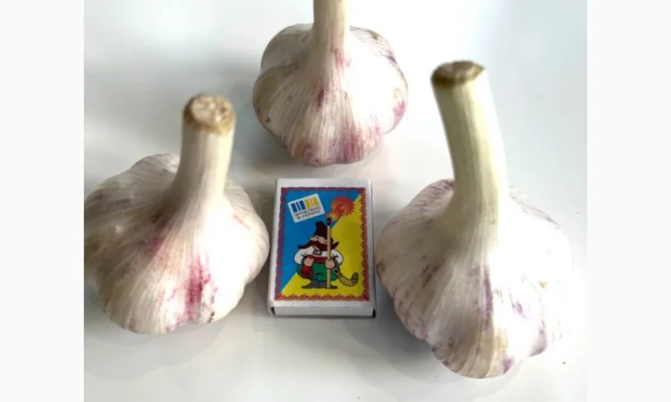 Продам домашній часник, сорт Любаша - фото № 3