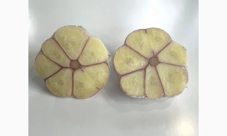 Продам домашній часник, сорт Любаша - фото № 4