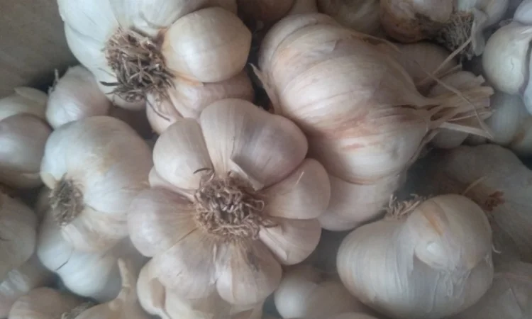 Часник ярий Сабоголд - фото № 1