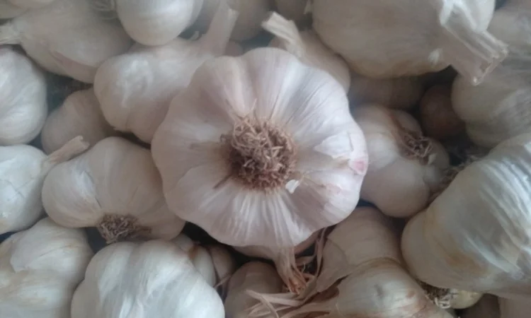 Часник ярий Сабоголд - фото № 2