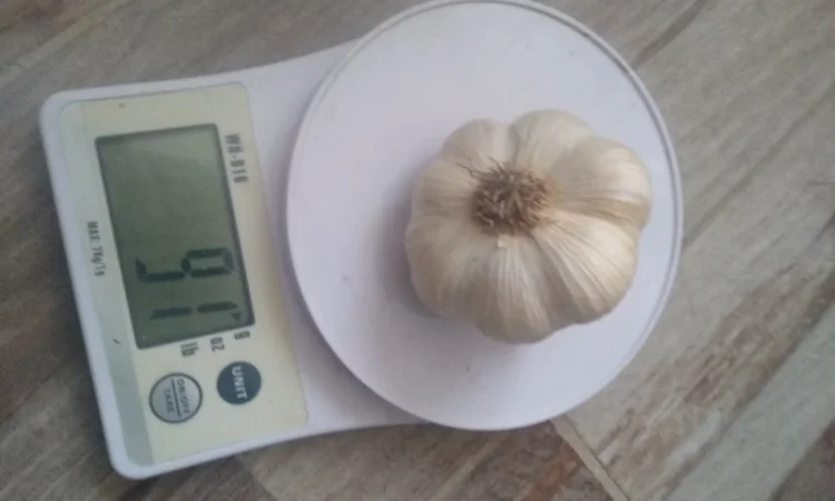 Часник ярий Сабоголд - фото № 3