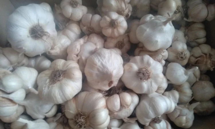 Часник ярий Сабоголд - фото № 4