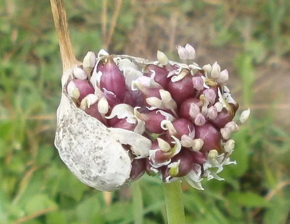 Оригінальне насіння часнику на посадку - фото № 1