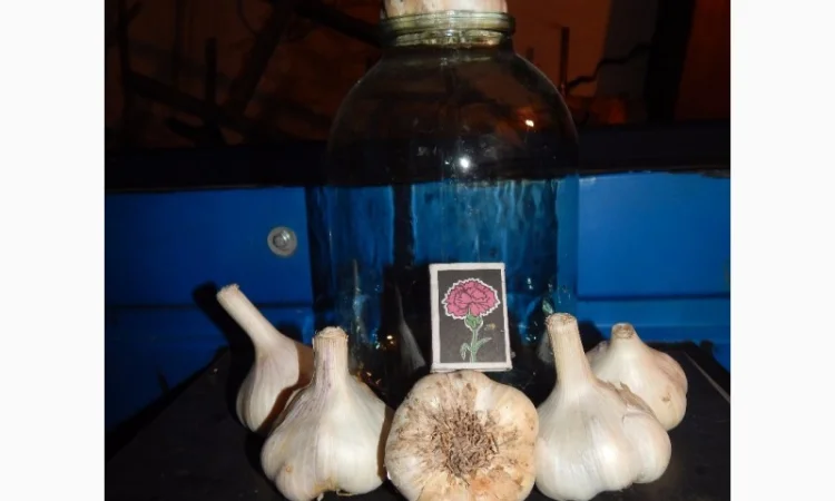 Оригінальне насіння часнику на посадку - фото № 3