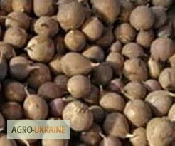 Оригінальне насіння часнику на посадку - фото № 4