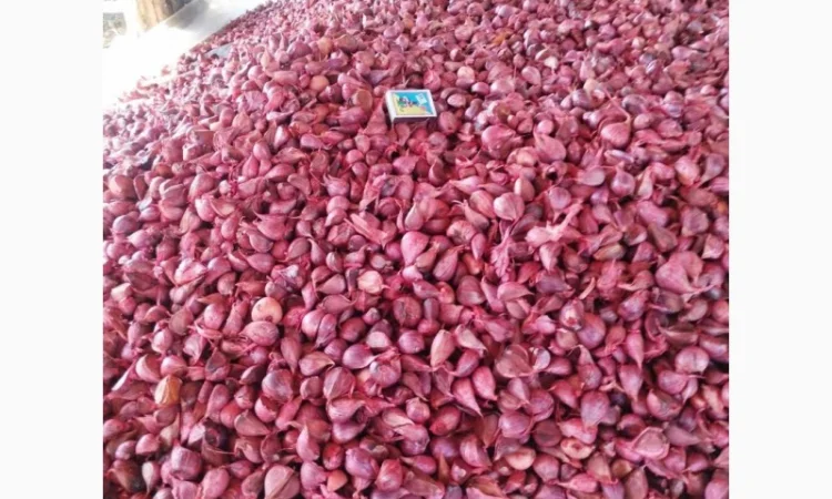 Продам часник озимий сорт Любаша (друга репродукція) - фото № 2