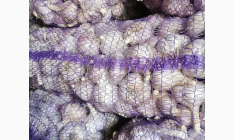 Продам часник озимий сорт Любаша (друга репродукція) - фото № 3