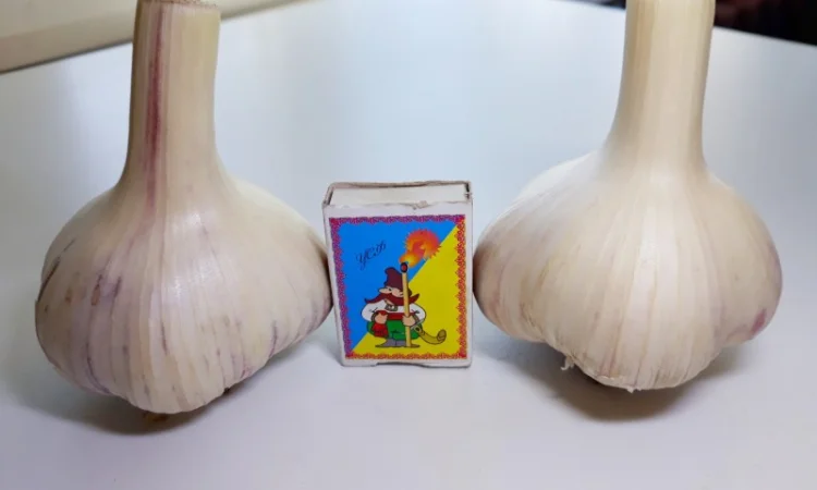 Чеснок озимый, часник озимий - фото № 1