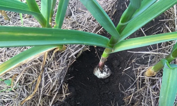 Чеснок озимый, часник озимий - фото № 2