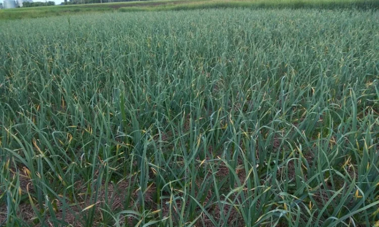 Чеснок озимый, часник озимий - фото № 3