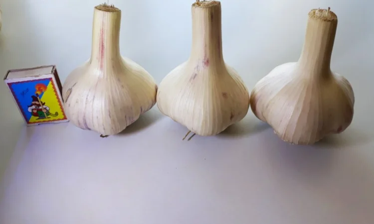 Чеснок озимый сорт Любаша, часник на посадку, посадочный материал чеснока, семена чеснока - фото № 1