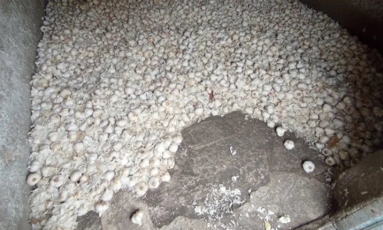 Часник зимовий - фото № 1