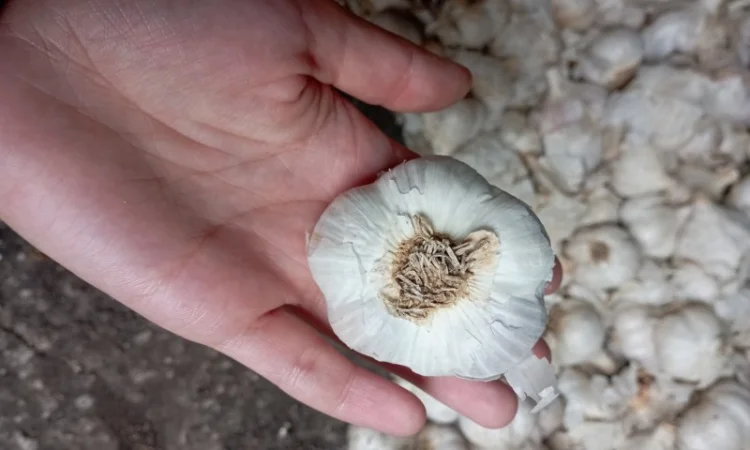 Часник зимовий - фото № 2