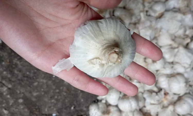 Часник зимовий - фото № 3