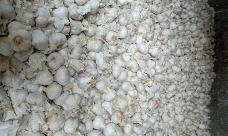 Часник зимовий - фото № 4