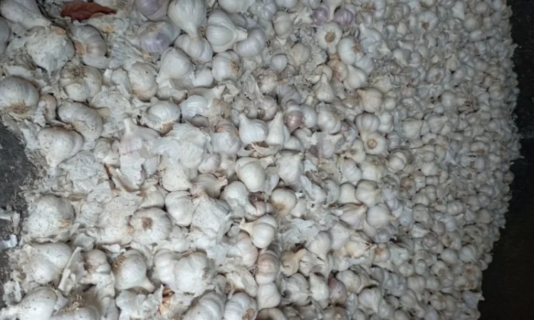 Часник зимовий - фото № 5