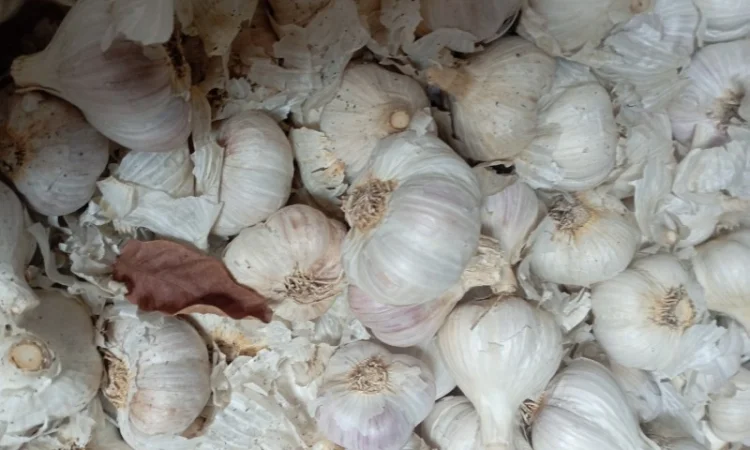 Часник зимовий - фото № 6