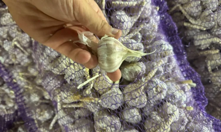 Куплю часник товарний - фото № 1