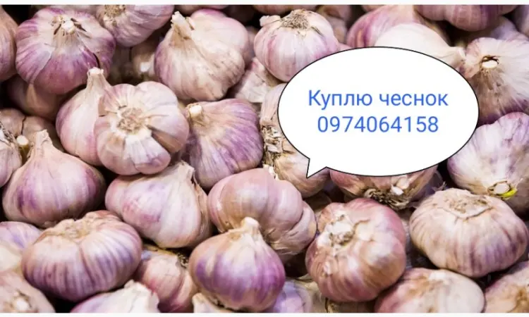 Закупаю часник - фото № 1